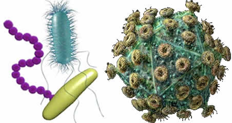 virus-bacteria